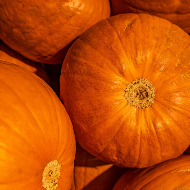 Ιστορικό με παραδοσιακές κολοκύθες πορτοκάλι Φθινόπωρο, closeup, λεπτομέρειες - Φωτογραφία, εικόνα