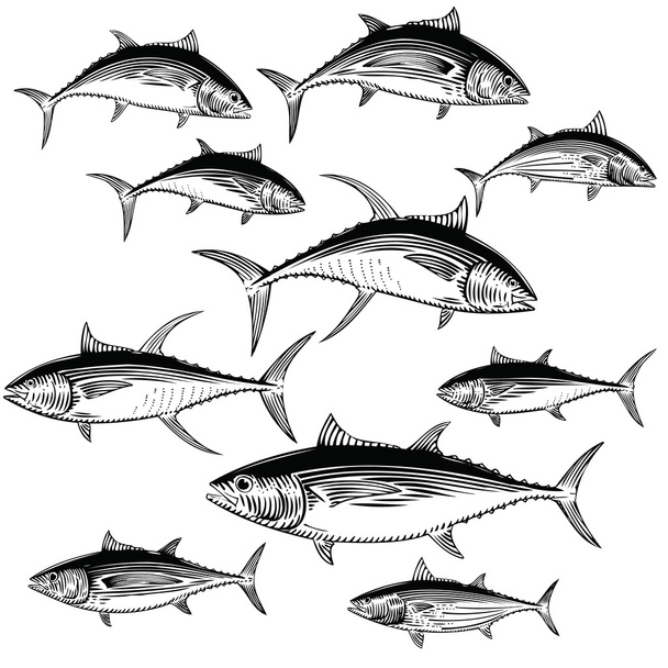 Thunfisch-Illustrationen - Vektor, Bild