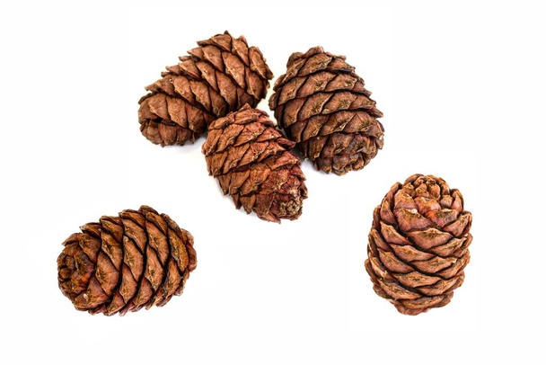 cedar cones with nuts isolated on white background. Set: a group of cones photographed from different foreshortening. Selective focus. Siberian cedar cones on a white background close-up. - Foto, afbeelding