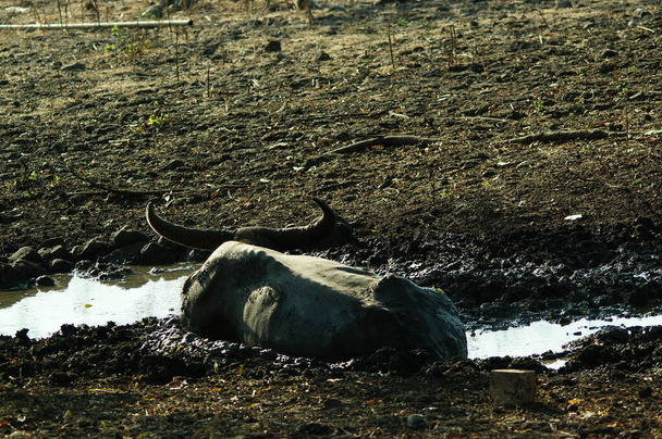 A bivaly (Bubalus bubalis) vagy a házi vízi bivaly egy nagy bovid, amely az indiai szubkontinensről, Délkelet-Ázsiából és Kínából származik. Ez az állat egy iszapmedencében fürdik a parkban.. - Fotó, kép
