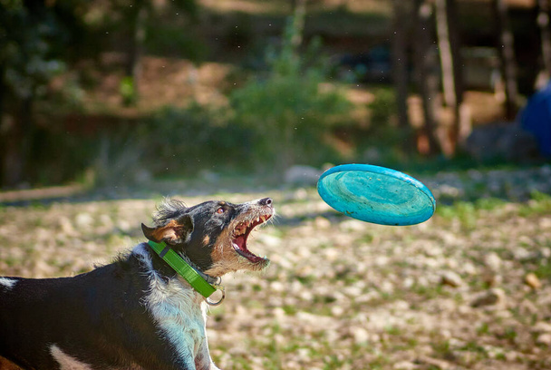 piękny czarno-biały pies biegający na zielonej łące z frisbee - Zdjęcie, obraz