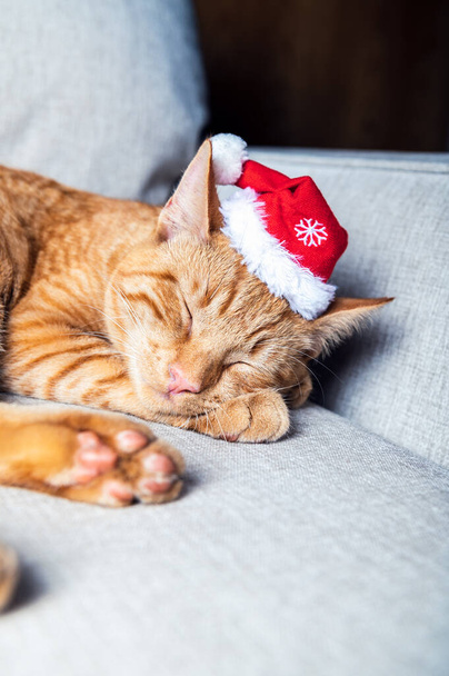 Roztomilý zázvor kočka v vánočním klobouku - Fotografie, Obrázek
