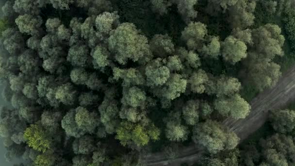 Vista aérea de árboles verdes cerca de un río y una pequeña calle. - Imágenes, Vídeo