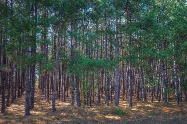 Des rangées de pins forestiers. Contexte naturel - Photo, image