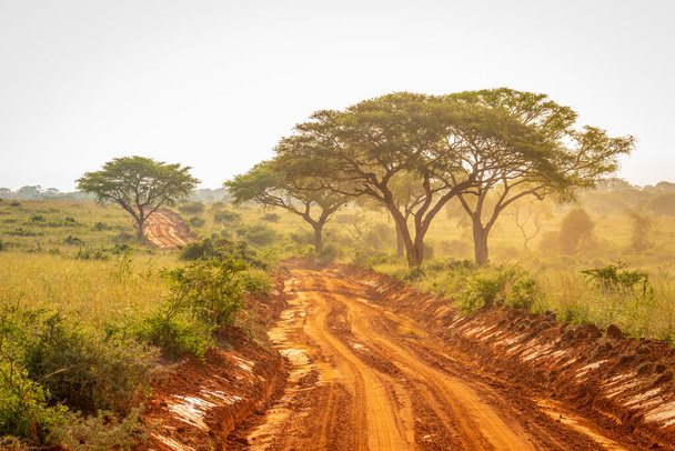 Velmi typická polní cesta pro safari v národním parku Murchison Falls v Ugandě při západu slunce. - Fotografie, Obrázek