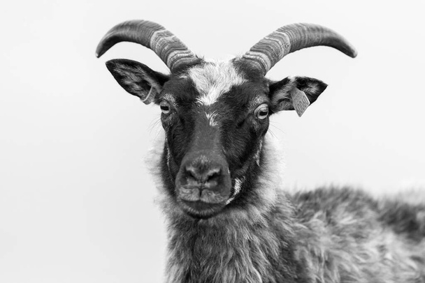 RUNDE, NORWAY - 2019 JUNE. Портрет з зображенням овець у "Runde".. - Фото, зображення