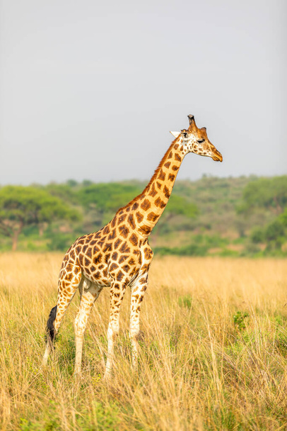 Rothschild's giraffe ( Giraffa camelopardalis rothschildi), Murchison Falls National Park, Uganda. - Photo, Image
