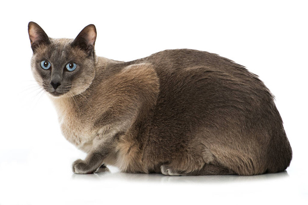 Gato adulto con ojos azules sobre fondo blanco - Foto, Imagen
