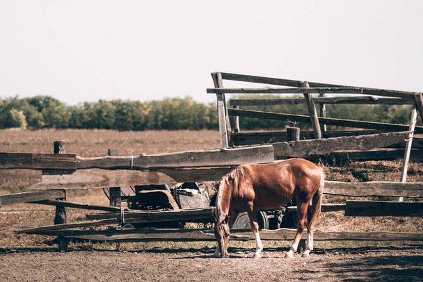 Rotes Vollblutpferd mit heller Mähne. Ein wunderschönes braunes Vollblut-Pferd steht hinter einem Holzzaun in einer Koppel. Pferdehof. - Foto, Bild