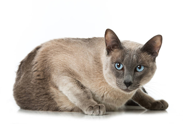Gato adulto con ojos azules sobre fondo blanco - Foto, Imagen