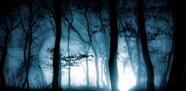 buio nebbioso foresta panorama fantasia Halloween paesaggio - Foto, immagini
