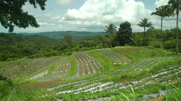 Farma truskawek w górach. Filipiny, Bohol. - Materiał filmowy, wideo