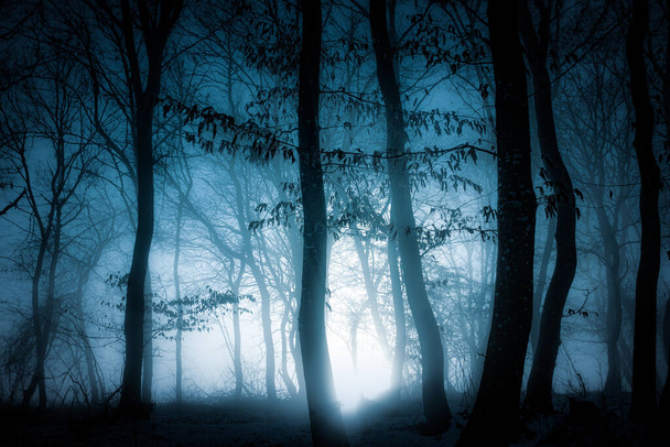 темна туманна лісова панорама фантастичний хеллоуїн пейзаж
 - Фото, зображення