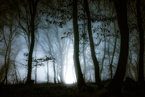 tumma sumu metsä panoraama fantasia halloween maisema - Valokuva, kuva