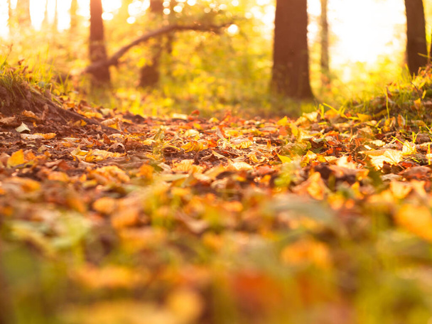 Sunny alley autumn in the Park in the sunlight. bright autumn. beautiful multi-colored foliage. - Valokuva, kuva