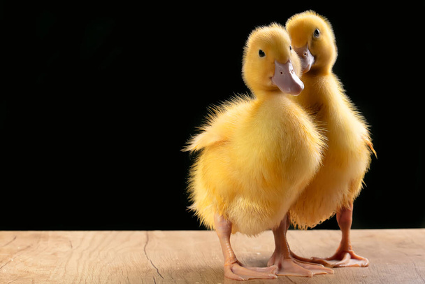 Two yellow fluffy ducklings on a black background. - Photo, Image
