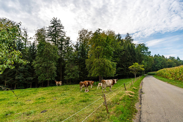 Maravilhosa caminhada de outono perto de Sipplingen e Uberlingen no Lago Constança com vistas fantásticas, desfiladeiros, vinhas, vacas - Foto, Imagem
