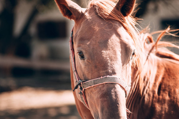 Granja de caballos, el majestuoso semental pura sangre. Retrato de un hermoso caballo marrón de cerca. - Foto, Imagen