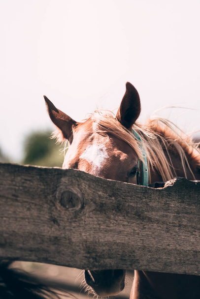 Horse farm. Brown horse stands behind a wooden fence, muzzle close-up. A red horse with a white stripe in the middle. - Foto, Imagen