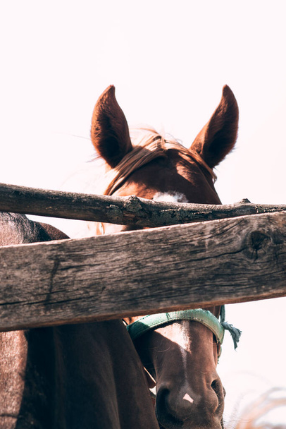 Quinta de cavalos. Cavalo castanho fica atrás de uma cerca de madeira, focinho close-up. Um cavalo vermelho com uma faixa branca no meio. - Foto, Imagem