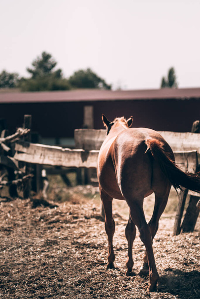 A brown horse with a dark mane and tail. A brown horse walks on a table at a horse farm. View of the horse from behind from the ass. - 写真・画像