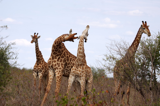 Southern giraffes - Photo, Image