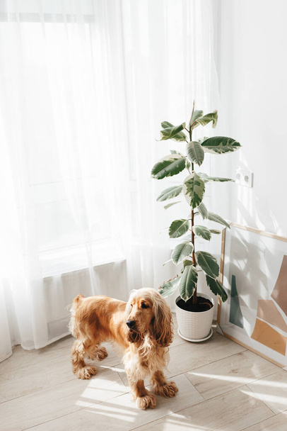 Variegated Ficus elastica plant, rubber tree in light white living room interior - Photo, image