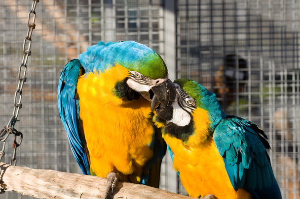dwie kochające papugi - Zdjęcie, obraz