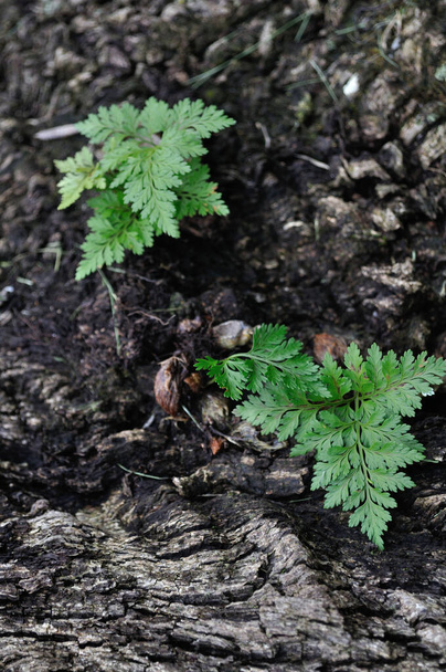 malé kapradiny rostou nejlépe ve vlhké půdě - Fotografie, Obrázek