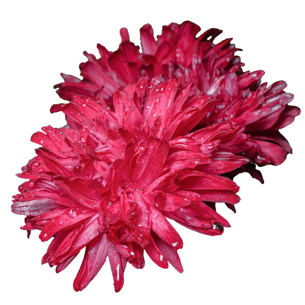 fluffy Bud of a red Aster flower, isolated on a white background - Foto, Imagen