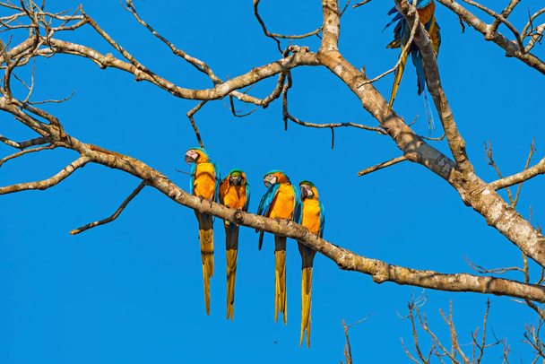 ブラジルのアルタ・フロレスタ近くの木にぶら下がっている青と黄色のマシュー - 写真・画像