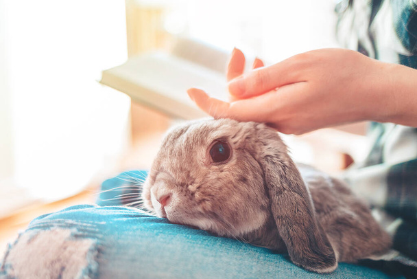 A woman is reading a book and stroking a rabbit sitting on her lap. Close-up of the animal's face. Concept of reading and relaxing. - Photo, Image