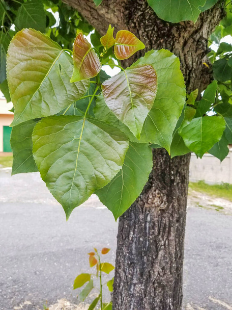 Lehdet mustaa poppeli puu, Populus nigra - Valokuva, kuva