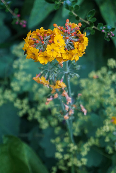 Gele Candelabra Primrose (Primula bulleyana) bloemen vormen een pinwheel vorm. - Foto, afbeelding