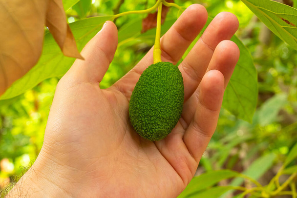 La mano dell'uomo che tiene un piccolo avocado nella foresta - Foto, immagini