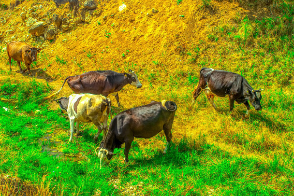ειδυλλιακή θέα των αγελάδων βόσκησης σε ορεινό βοσκότοπο - Φωτογραφία, εικόνα