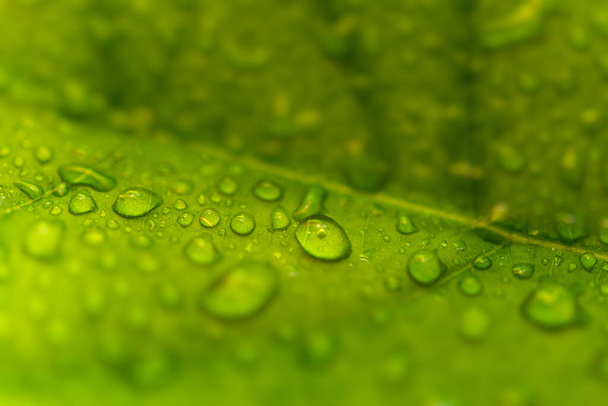 Dew drops on a green leaf - Foto, Imagen