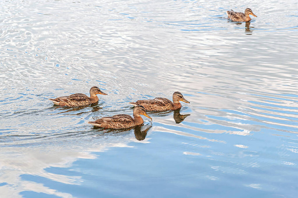 ducks swimming in a pond in the park close up - Φωτογραφία, εικόνα