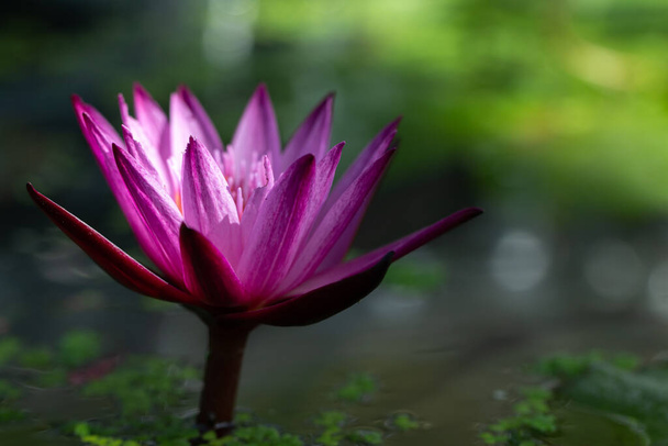 Primer plano rosa flor de lirio de agua de loto. - Foto, Imagen