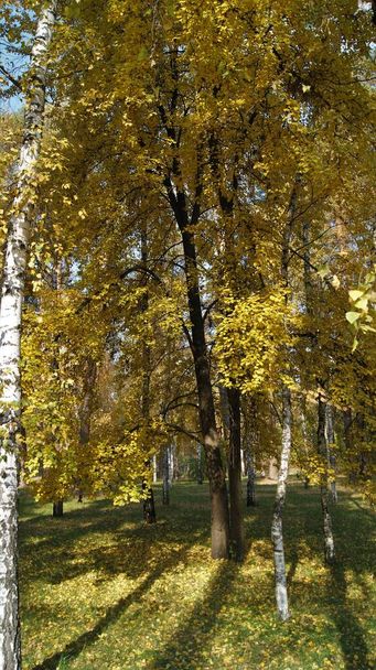 χρυσό φθινόπωρο, δάσος, πάρκο, πάρκο, φύση - Φωτογραφία, εικόνα