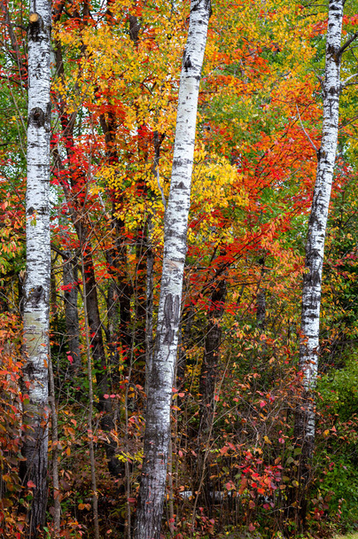 Tres abedules de pie en el bosque con follaje de otoño brillante. - Foto, imagen