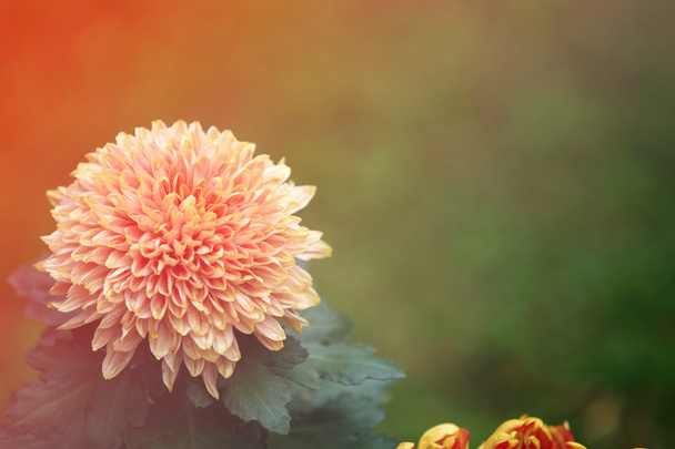 Chrysanthemum flower - Foto, immagini