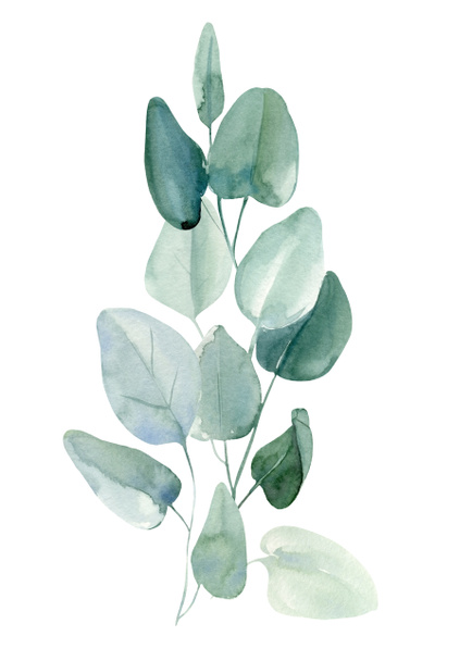 ramas verdes y hojas de eucalipto sobre fondo blanco aislado, acuarela ilustración - Foto, Imagen