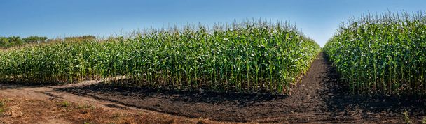 сектора демонстрационных кукурузных полей сельскохозяйственных культур - Фото, изображение