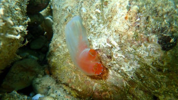 Mořská stříkání Červená ciona (Ciona roulei) pod mořem, Egejské moře, Řecko, Halkidiki - Fotografie, Obrázek