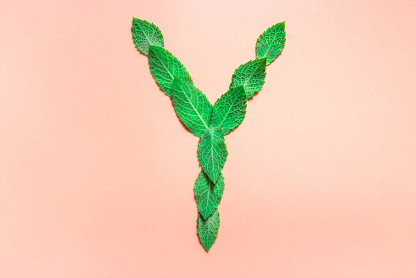 on a gentle pink background the alphabet the letter Yfrom the leaves of mint melissa - Photo, Image
