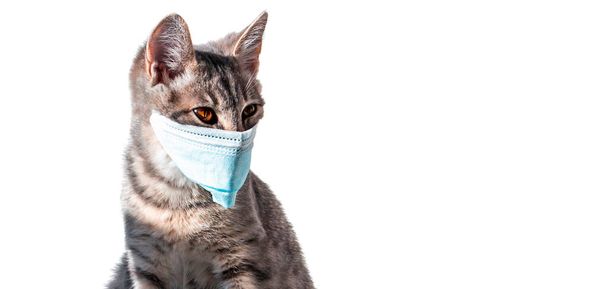 on a white background isolated gray cat with orange eyes in a blue antiviral medical mask. virus covid-19. panic - Zdjęcie, obraz