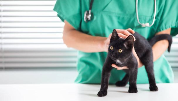 χαριτωμένη μικρή μαύρη γάτα σε κτηνίατρο φροντίδα των ζώων - Φωτογραφία, εικόνα