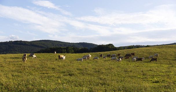 チェコ共和国、モラヴィア北部のリクルスケ山脈のきれいな自然の中で牛の放牧  - 写真・画像