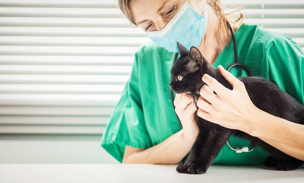 cute little black cat at vet animal care - Photo, Image